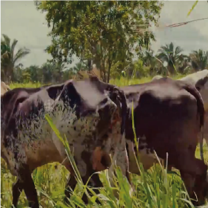 ABC Cerrado – Alto Alegre / Maranhão